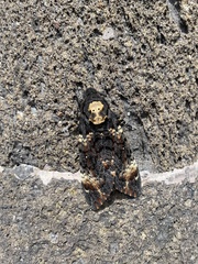 Acherontia atropos