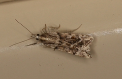 Scoparia ithyntis