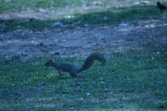 Sciurus