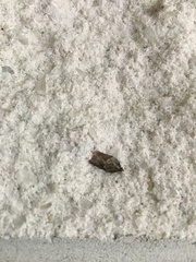 Acleris macdunnoughi