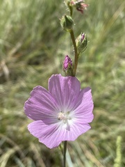 Sidalcea neomexicana