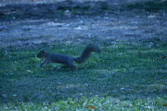 Sciurus