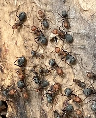 Formica integra