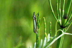 Crambus pascuella