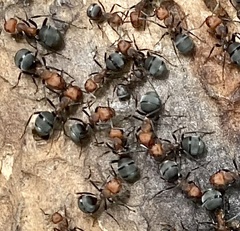 Formica integra