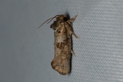 Acrolophus piger