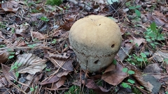 Lycoperdon excipuliforme