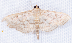Herpetogramma theseusalis