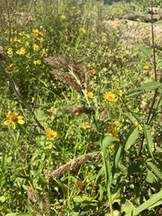 Echinochloa muricata