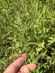Echinochloa muricata