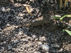 Sceloporus consobrinus