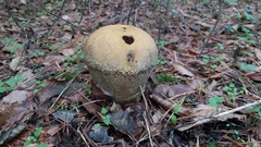 Lycoperdon excipuliforme