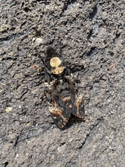 Acherontia atropos