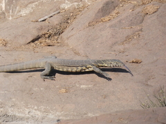 Varanus niloticus
