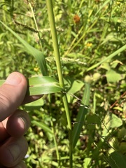 Echinochloa muricata