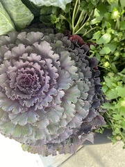 Brassica oleracea acephala