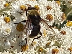 Eristalinae