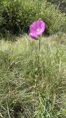 Sidalcea neomexicana