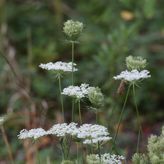Daucus carota