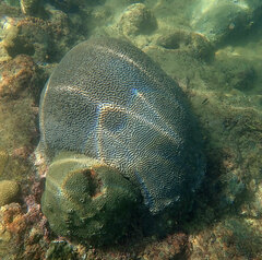 Pseudodiploria strigosa