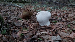 Lycoperdon excipuliforme