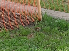 Passer domesticus