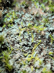 Leprocaulon adhaerens