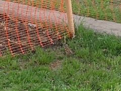 Passer domesticus