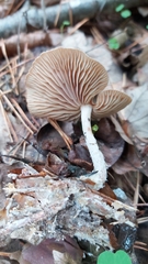 Collybiopsis peronata