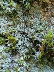 Leprocaulon adhaerens