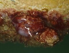 Halocynthia papillosa