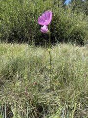Sidalcea neomexicana