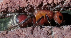 Timulla vagans