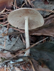 Collybiopsis peronata