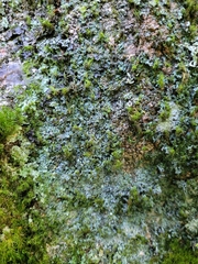 Leprocaulon adhaerens