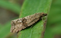 Celypha striana
