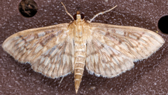 Herpetogramma pertextalis