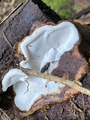 Fomitopsis hemitephra