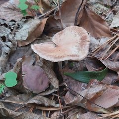 Collybiopsis peronata