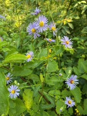 Symphyotrichum puniceum