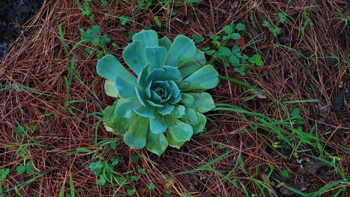 Image of Echeveria secunda by no rights reserved