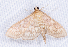 Herpetogramma theseusalis