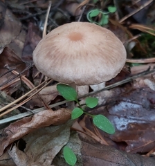 Collybiopsis peronata