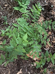 Wisteria sinensis