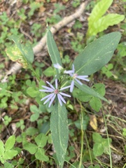 Symphyotrichum ciliolatum