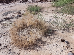 Lepidium ruderale