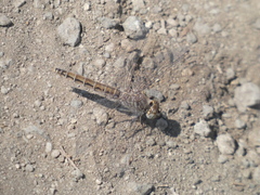 Brachythemis leucosticta