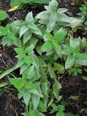 Monarda