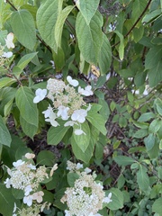 Hydrangea