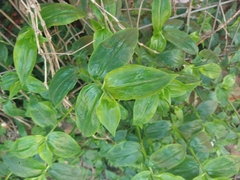 Tradescantia fluminensis